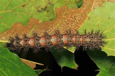 Fuzzy Caterpillar Poisonous