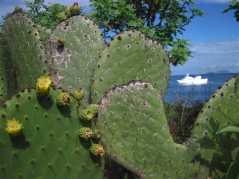 Galapagos Plant Life: General Information