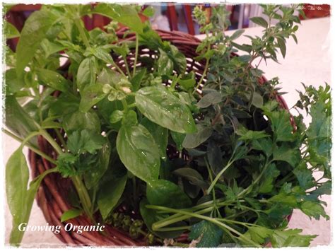 Growing Organic A Culinary Herb Garden Part 1 Spring Herbs Gown From