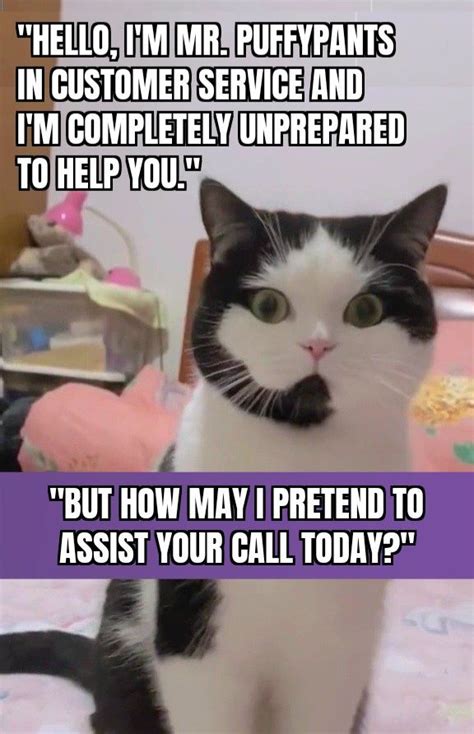 Call Center Cat Funny Relatable Cat Memes Catmeme Cat Memes That