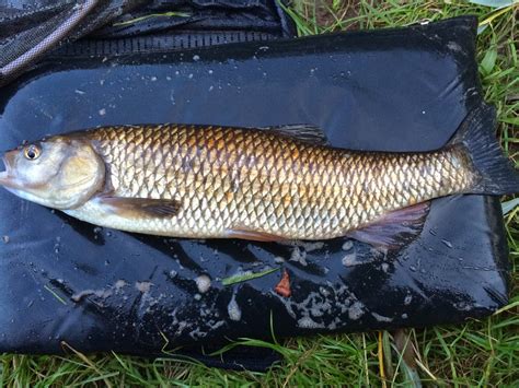 Danny S Angling Blog Chub Session To Remember And My Simple Feeder Set Up