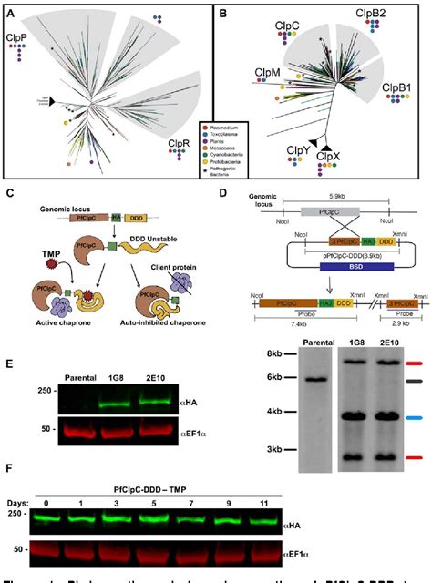 Figure 1 From PfClpC Is An Essential Clp Chaperone Required For Plastid