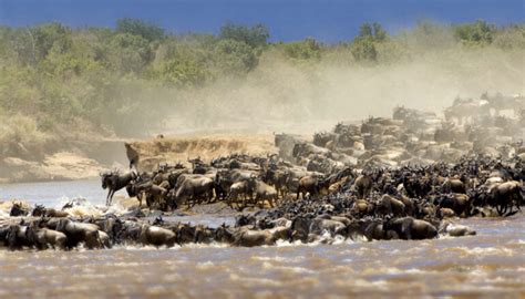 Maasai Mara Wilde Beest Migration Guide Kenya Camping Budget Safaris