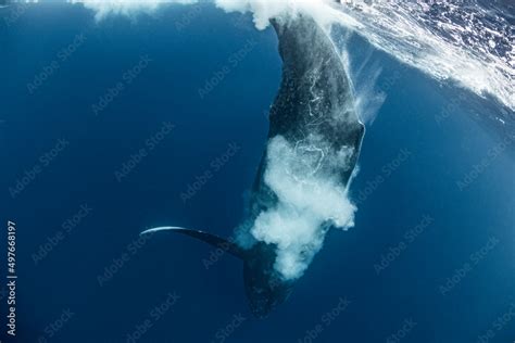 Humpback whale Breaching Stock Photo | Adobe Stock