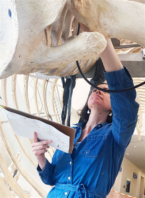 Bowhead whale skeleton surfaces at the Museum of the North – The Delta ...