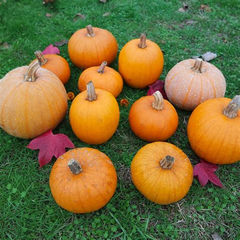 Pumpkin, Pie Pumpkin Party (Organic) - Adaptive Seeds