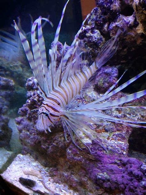 Show off your venomous fish | REEF2REEF Saltwater and Reef Aquarium Forum