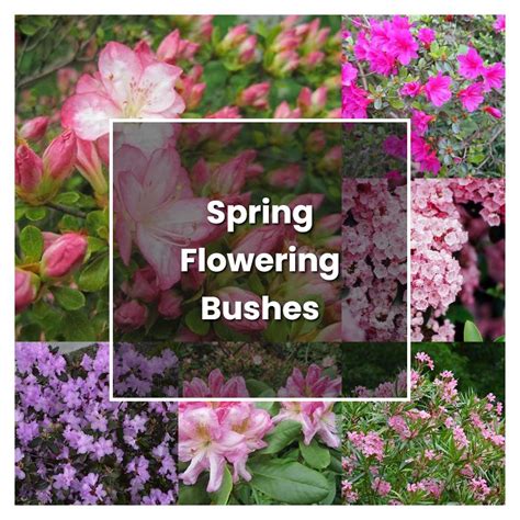 How To Grow Spring Flowering Bushes Plant Care And Tips Norwichgardener