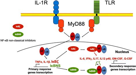 Frontiers Nf B And Its Regulators During Pregnancy