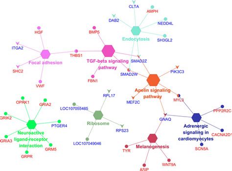 Enriched Gene Network Of The Top Kegg Pathways Analysis With The Download Scientific Diagram