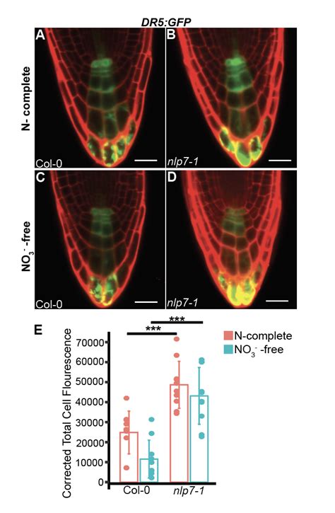 Auxin Responses Are Increased In The Last Layer Of The Nlp7 1 Root Cap