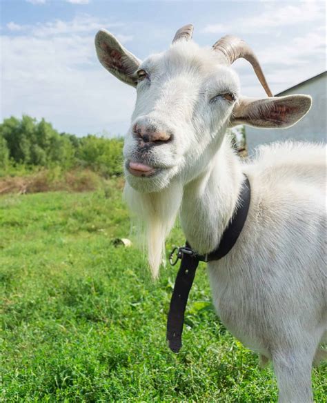 Goat Horns What To Know About Horned Goats Rural Living Today