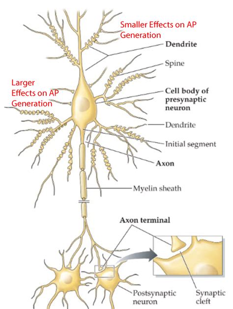 Pitt Medical Neuroscience Synaptic Transmission