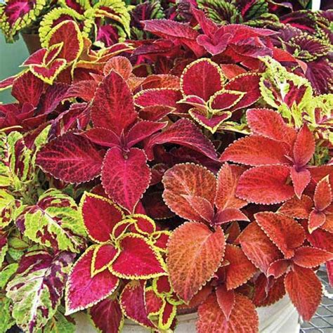 Coleus Wizard Mix Ahner Greenhouse