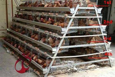 Chicken Layer Cages – Pamusika.net