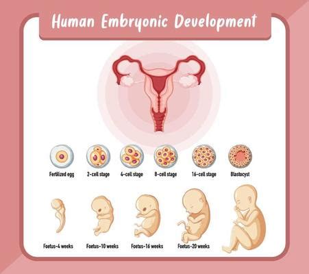 Desarrollo Embrionario Vectores Iconos Gr Ficos Y Fondos Para