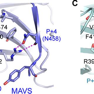 Crystal Structure Of MAVS And TRAF6 Complex A And B Overall Structure