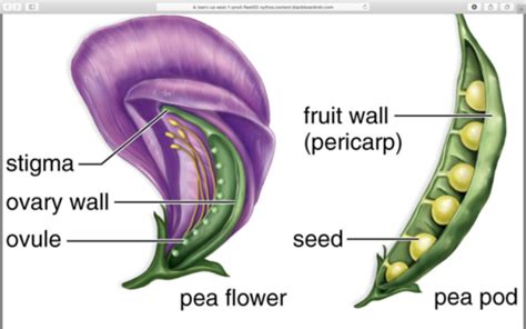 Lab Reproduction In Flowering Plants Flashcards Quizlet