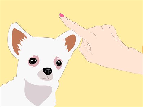 3 Ways to Train Chihuahuas | Chihuahua, Training your dog, Chihuahua