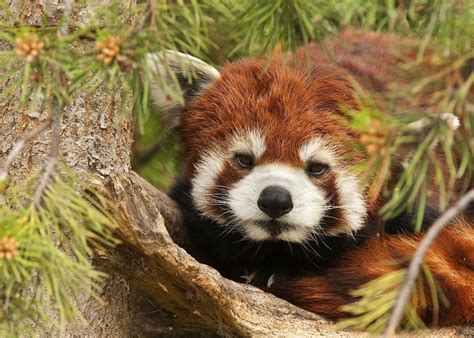 Bears Pandas Red Panda Tail Hd Wallpaper Rare Gallery