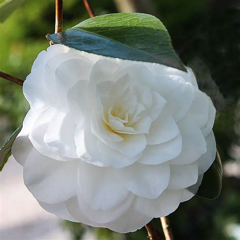 Camellia Nuccio S Gem Compact And White Flowering Nurseries Online