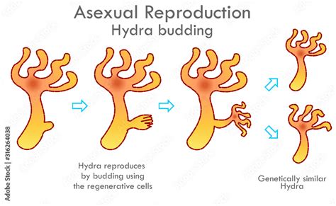 Hydra Budding Division Stages Budding Division With Arrows Asexual