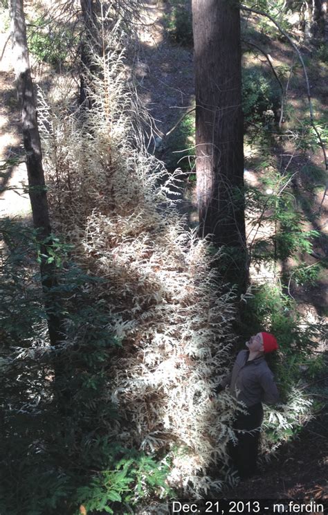 Albino redwood dies in fire – Big Sur Trails+Maps