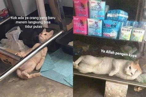 Meme Kucing Overthinking Ini Kocak Gak Mau Kalah Dari Manusia