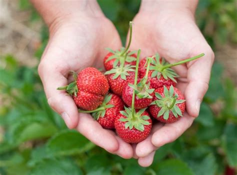 10 Best Places For Strawberry Picking Near You Day Out With The Kids