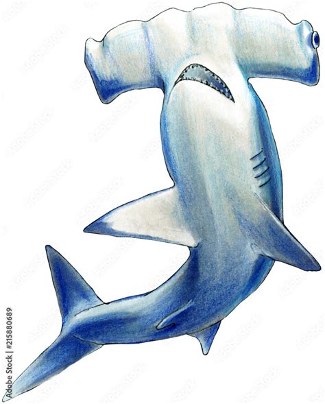 Hammerhead Shark Illustration Hand Drawn With Alcohol Markers And