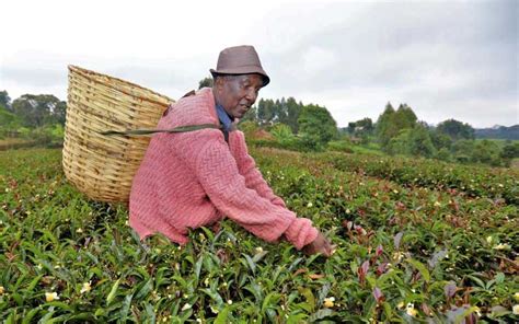 Tea Farmers Stare At Low Yield After Fertiliser Cut The Standard