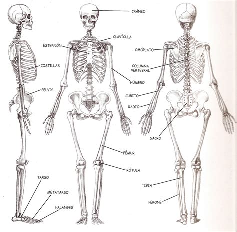 Cuerpo Humano Esqueleto Humano