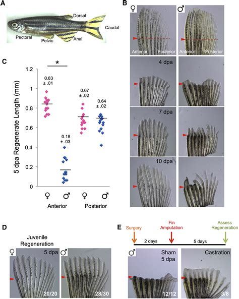 Sexually Dimorphic Fin Regeneration In Zebrafish Controlled By Androgen