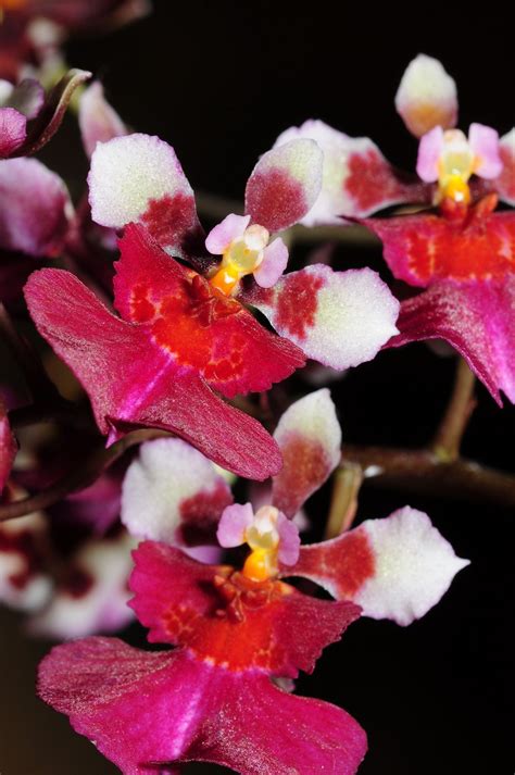 Tolumnia Jairak Rainbow Kok Orchids Orchidaceae Orchid Flower