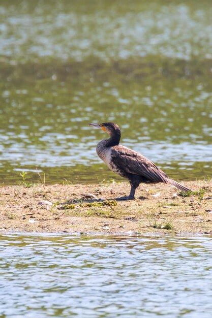 Premium Photo Great Cormorant Phalacrocorax Carbo Resting On Coast