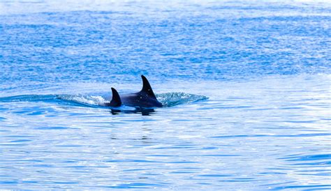 Two Orcas Swimming · Free Stock Photo