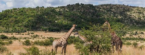 African Club Innovations | Resorts Mpumalanga Kruger Park Lodge