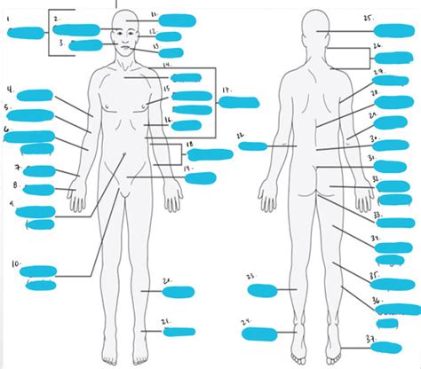 Ch 1 PP Sec Anatomy Flashcards Quizlet