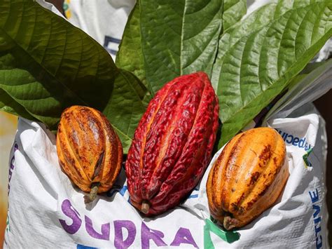 Productores De Cacao De Ecuador Exigen Pagos Justos