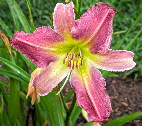 Saketumi Daylily Dooley Gardens