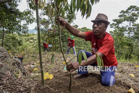 Aksi Penanaman Pohon Di Gunung Sasak Republika Online