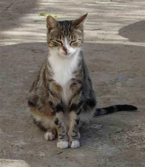 El Terrao Dos Urbanitas En El Campo Gatos