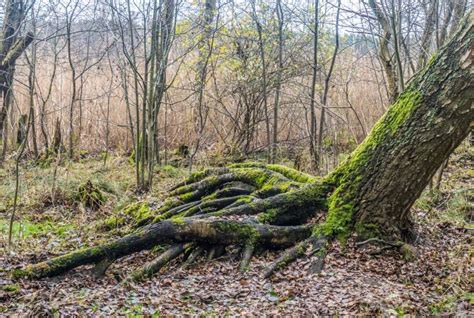 Naked Roots Of Beech Trees On A Slope In Nature Reserve Stock Photo