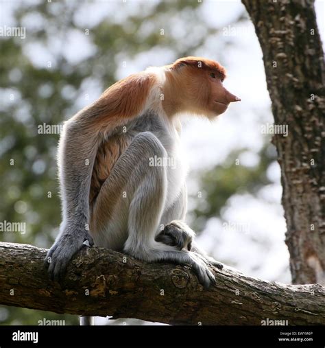 Young Male Asian Proboscis Or Long Nosed Monkey Nasalis Larvatus In A