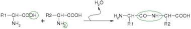 Ribosome Creationwiki The Encyclopedia Of Creation Science