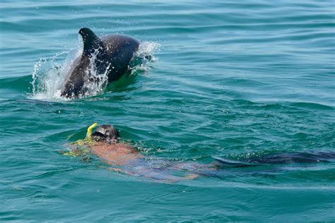 4 Hour Dolphin Swim Tour In Panama City Beach Fl ‣ Water Planet