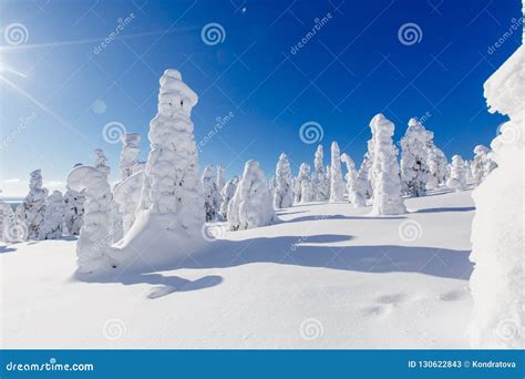 Paisagem Bonita Do Inverno As árvores Nevados Em Lapland Finlandia