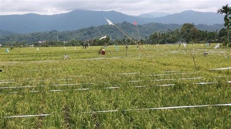 Diserang Burung Pipit Petani Di Blang Dalam Abdya Potong Sebagian