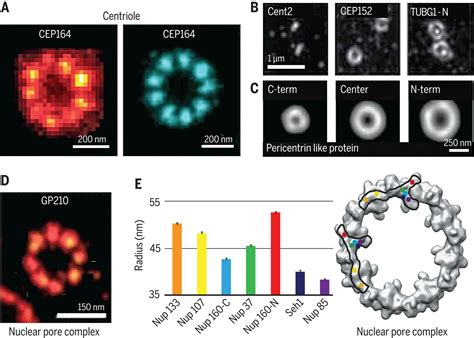 Visualizing And Discovering Cellular Structures With Super Resolution