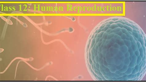 Class 12 Biology NCERT Exemplar Solutions Human Reproduction